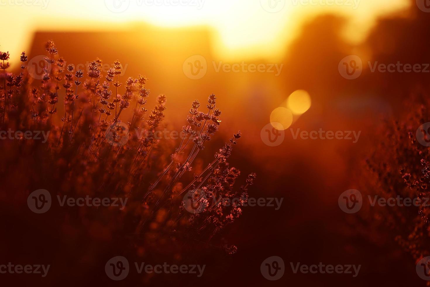 cerca de arbustos campos perfumados de lavanda en flor al atardecer. flores aromáticas de color púrpura lavanda en los campos de lavanda de la provenza francesa cerca de parís. foto