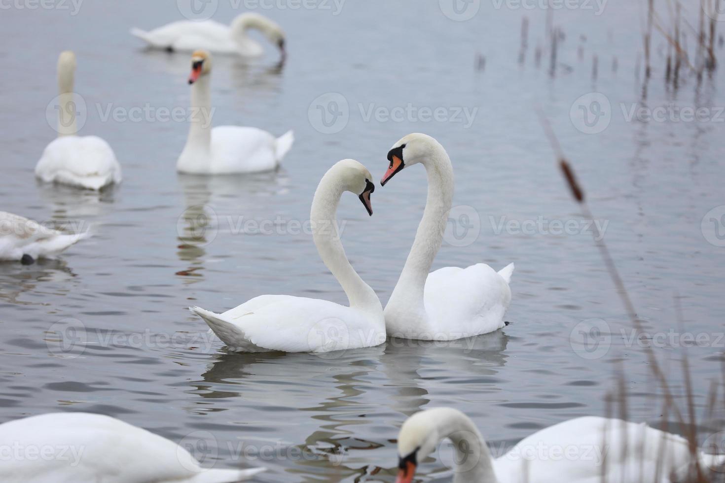 The couple of swans with their necks form a heart. Mating games of a