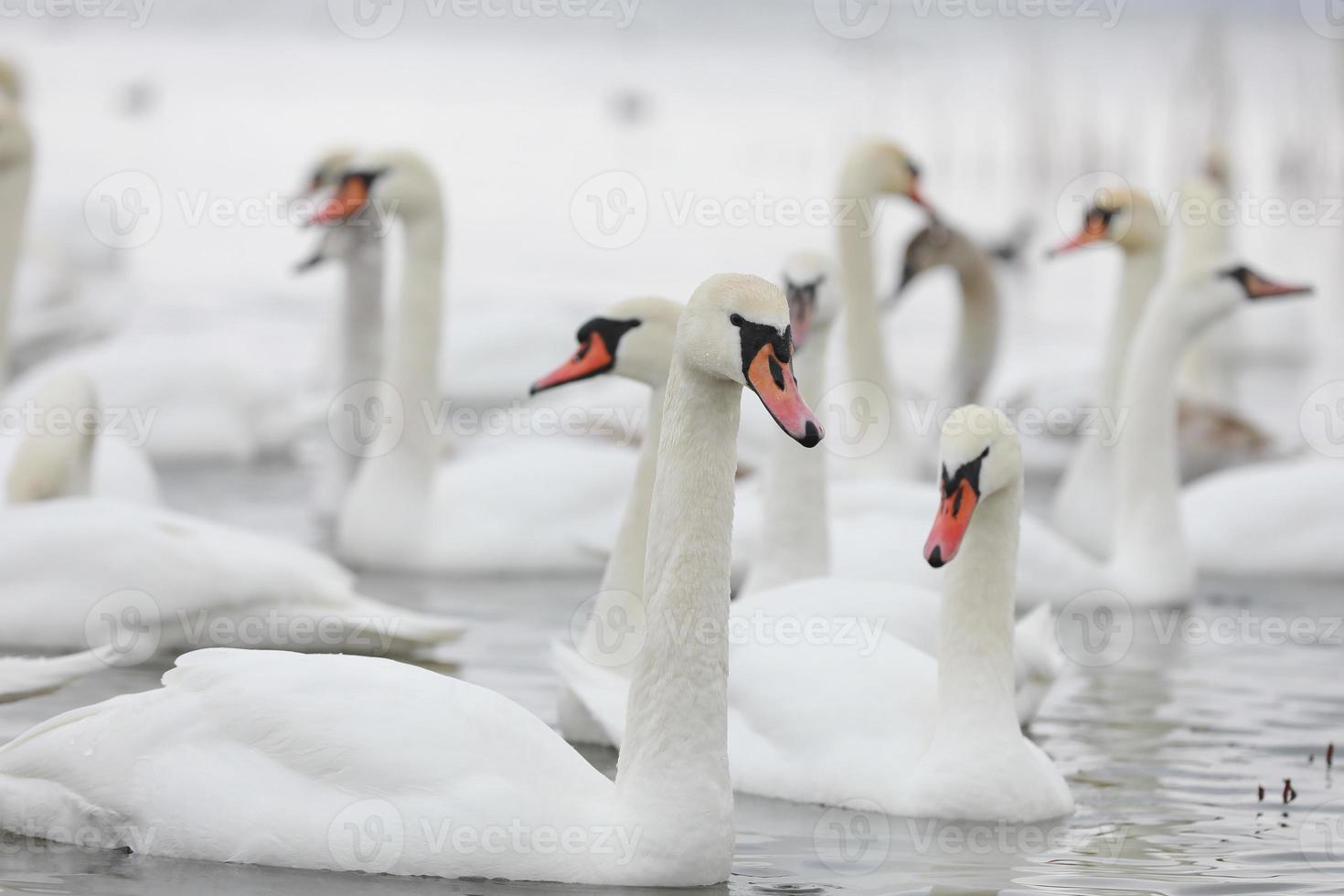 White swan flock in spring water. Swans in water. White swans. Beautiful white swans floating on the water. swans in search of food. selective focus photo