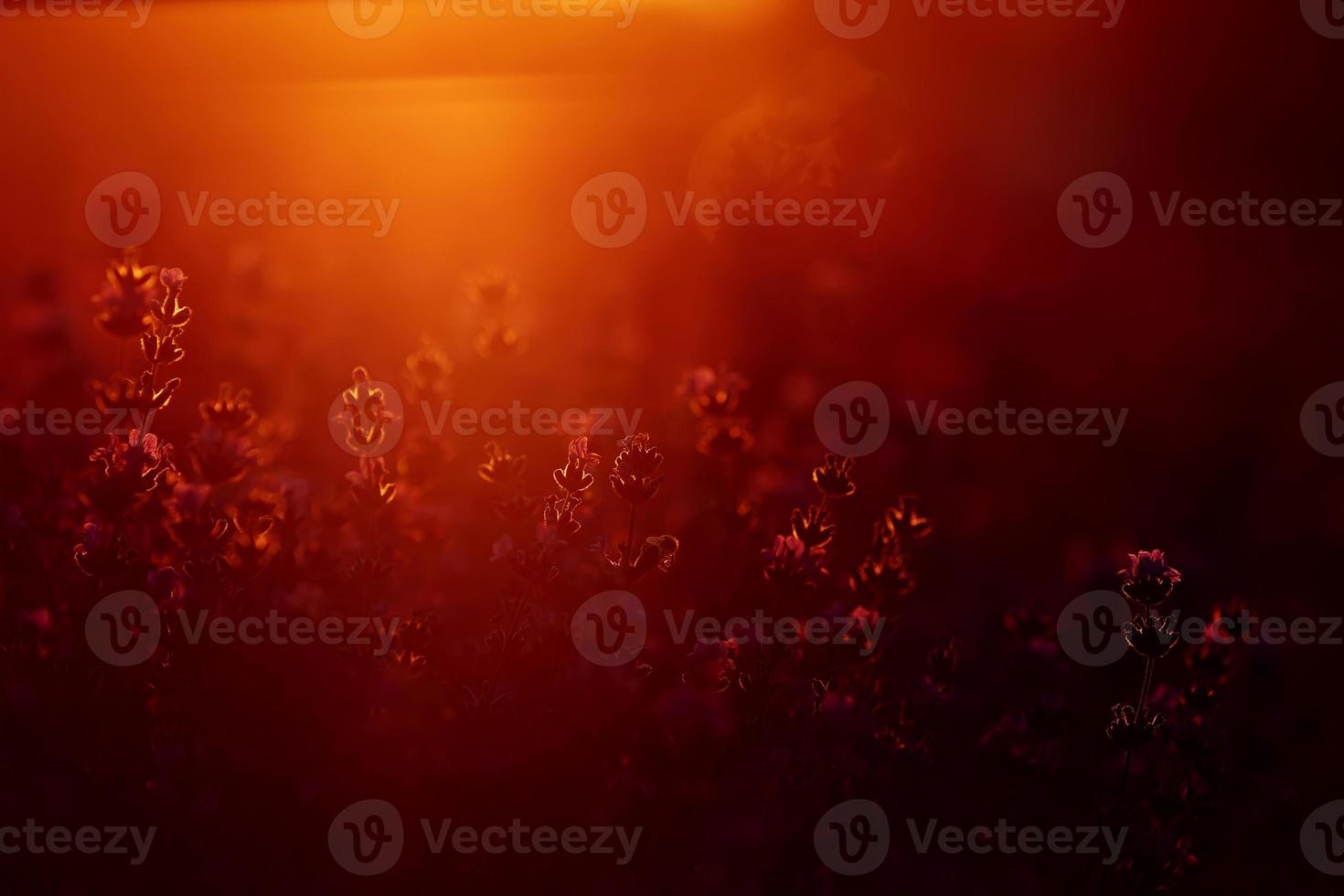 close up of bushes lavender blooming scented fields on sunset. lavender purple aromatic flowers at lavender fields of the French Provence near Paris. photo