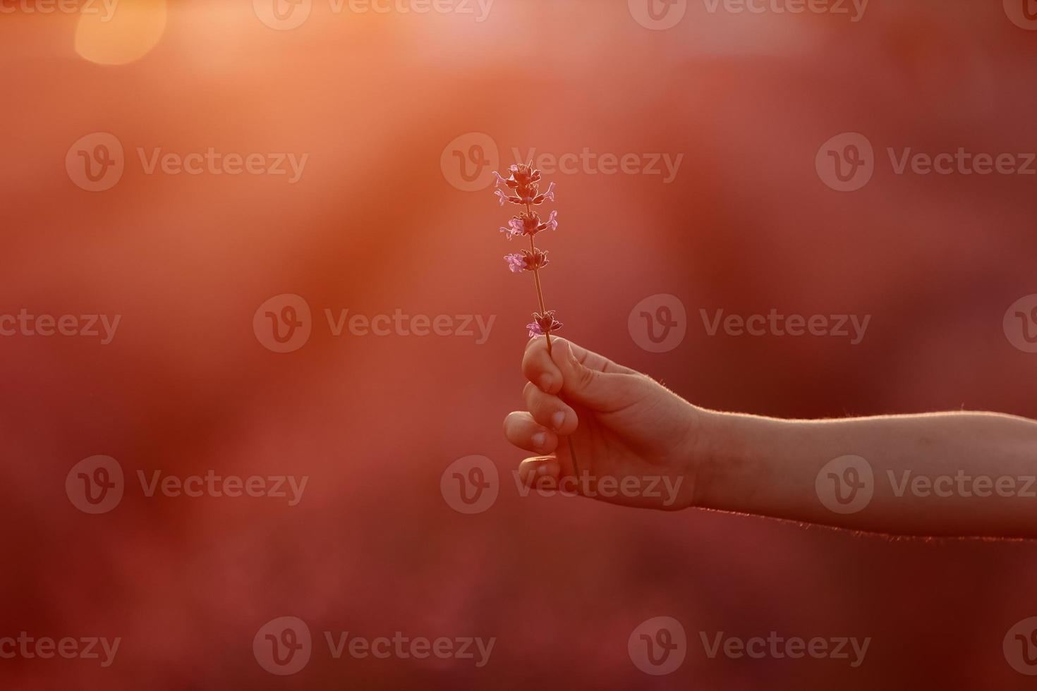 hand of child is holding a lavender flower in the middle of the lavender field on sunset light background. Beautiful purple lavender flowers. Love of nature, harmony. copy space photo