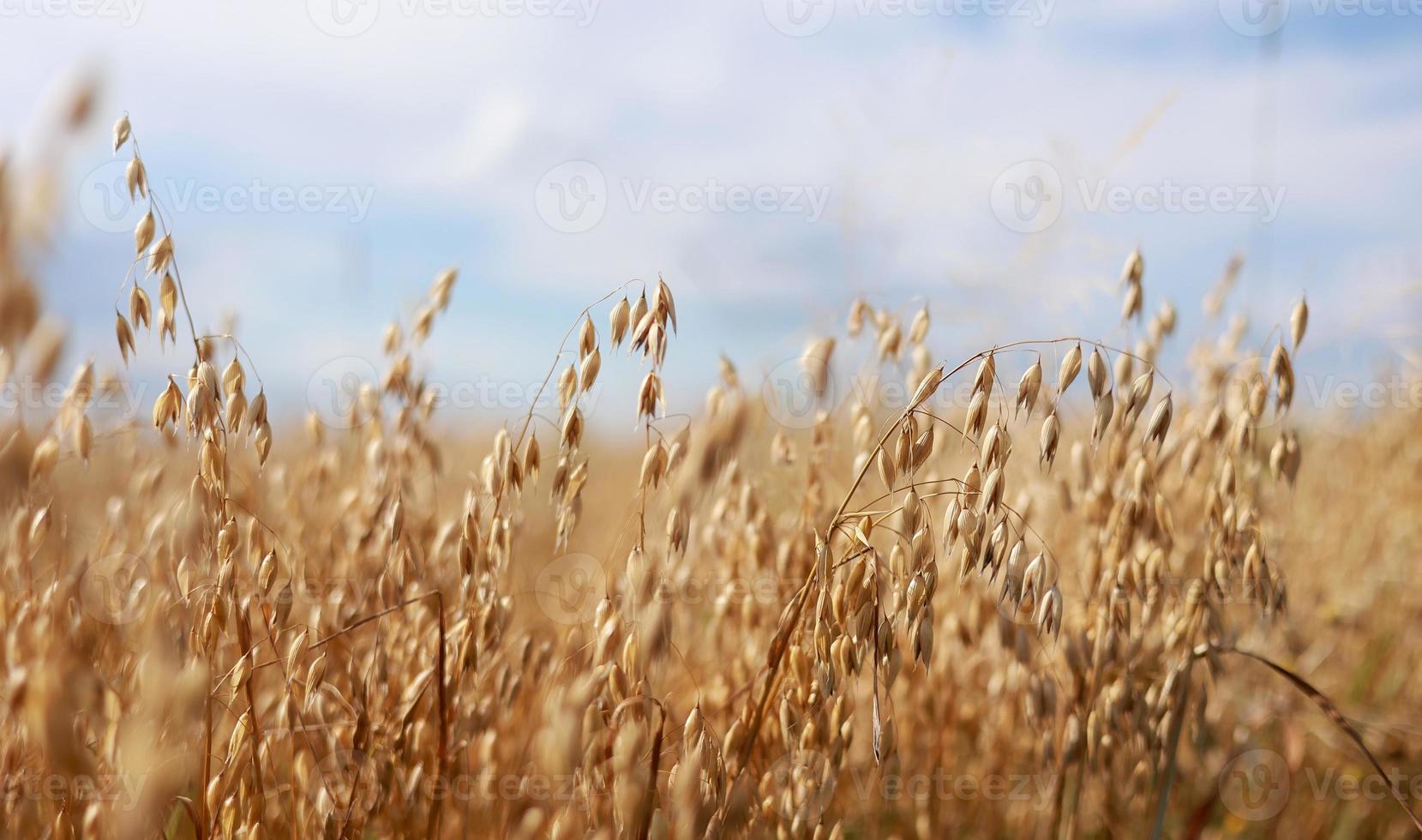 Close-up of ripe golden ears rye, oat or wheat swaying in the light wind in field. The concept of agriculture. The wheat field is ready for harvesting. The world food crisis. photo