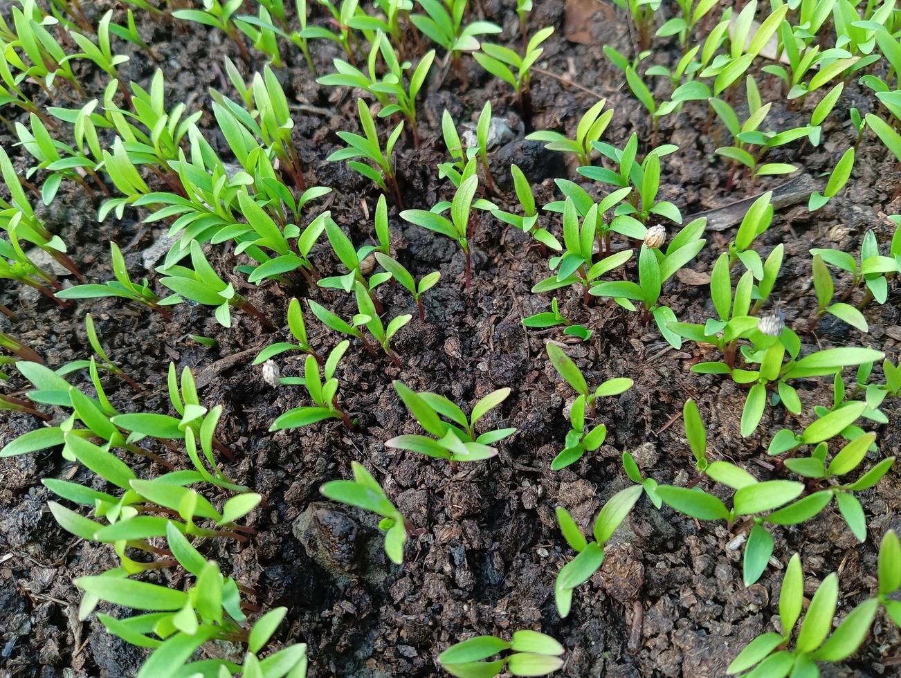 plantas de cilantro en una canasta en mi jardín, plantas de cilantro en un huerto, hojas de plantas de cilantro orgánico y vegetales para la salud, la alimentación y la agricultura. patrones de hojas de cilantro. foto
