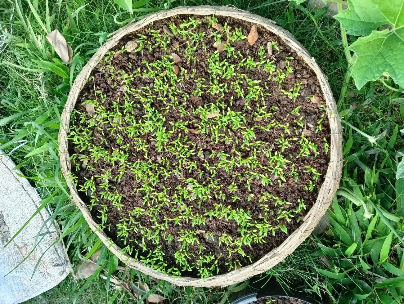 Coriander plants in a basket in my garden, coriander plants in a vegetable garden, organic coriander plant leaves, and vegetables for health, food, and agriculture. Patterns of coriander leaves. photo