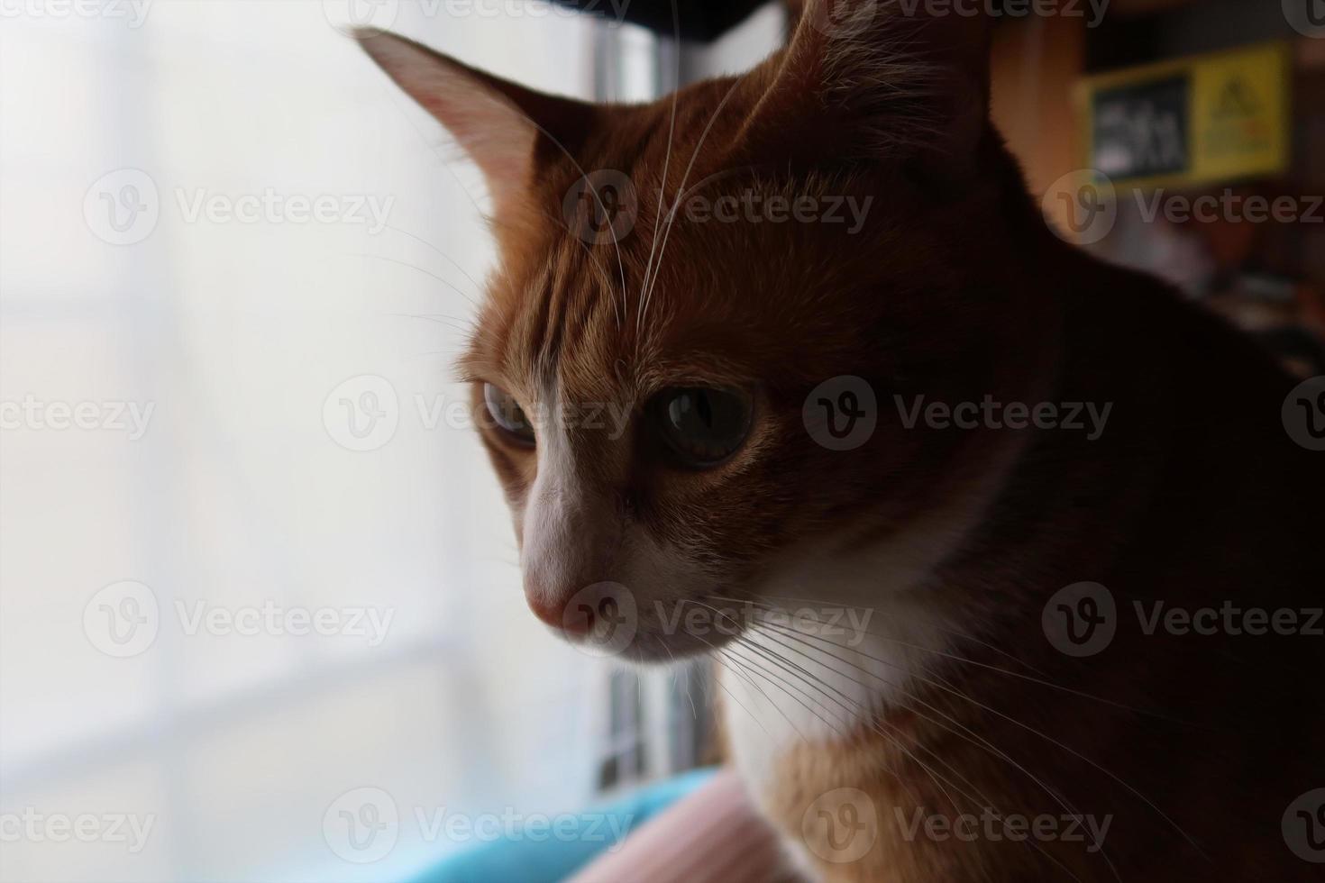 El pequeño gatito atigrado naranja mira a la cámara. un gato joven con ojos amarillos. foto