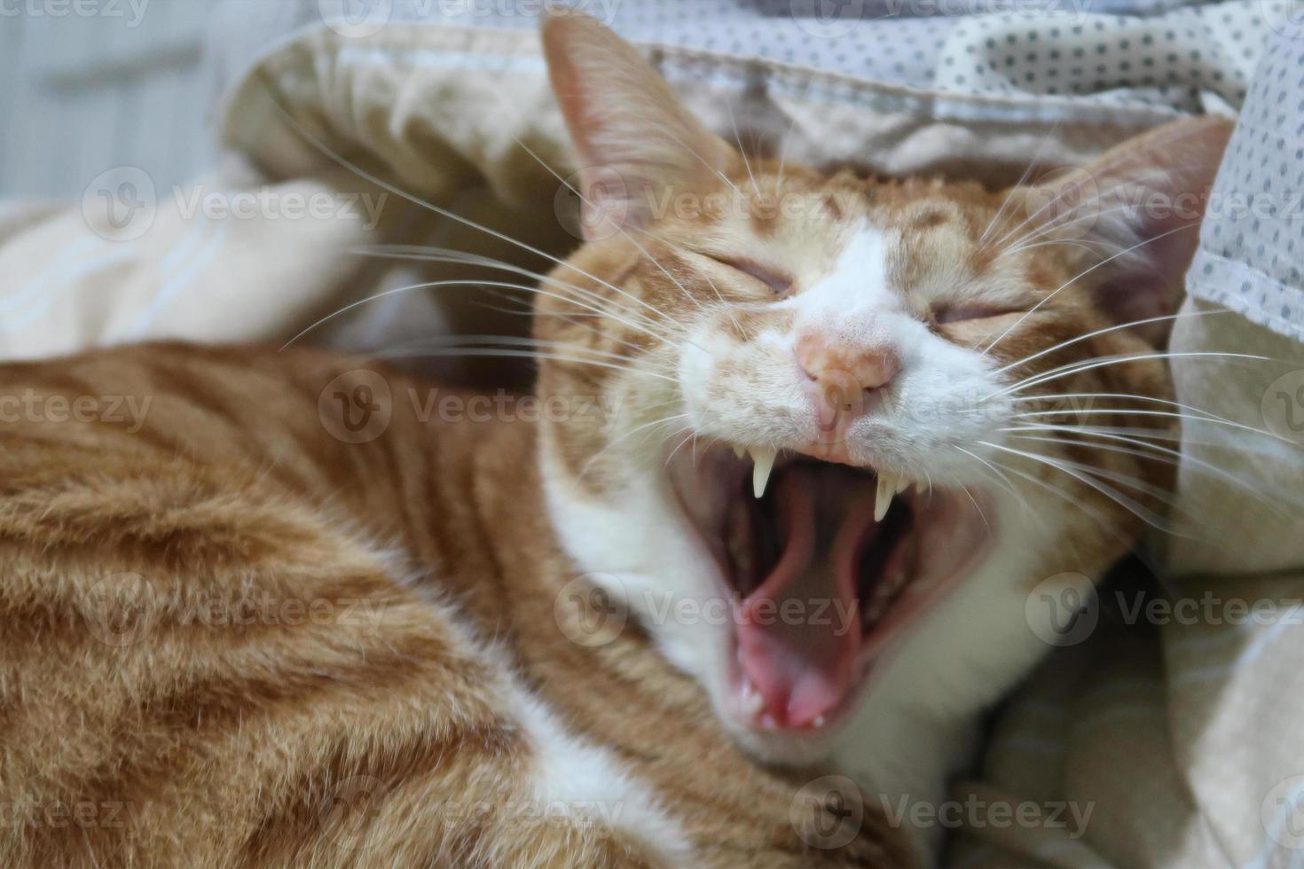 Ginger cat yawns. Cry cat isolated. Funny ginger kitten with open ...