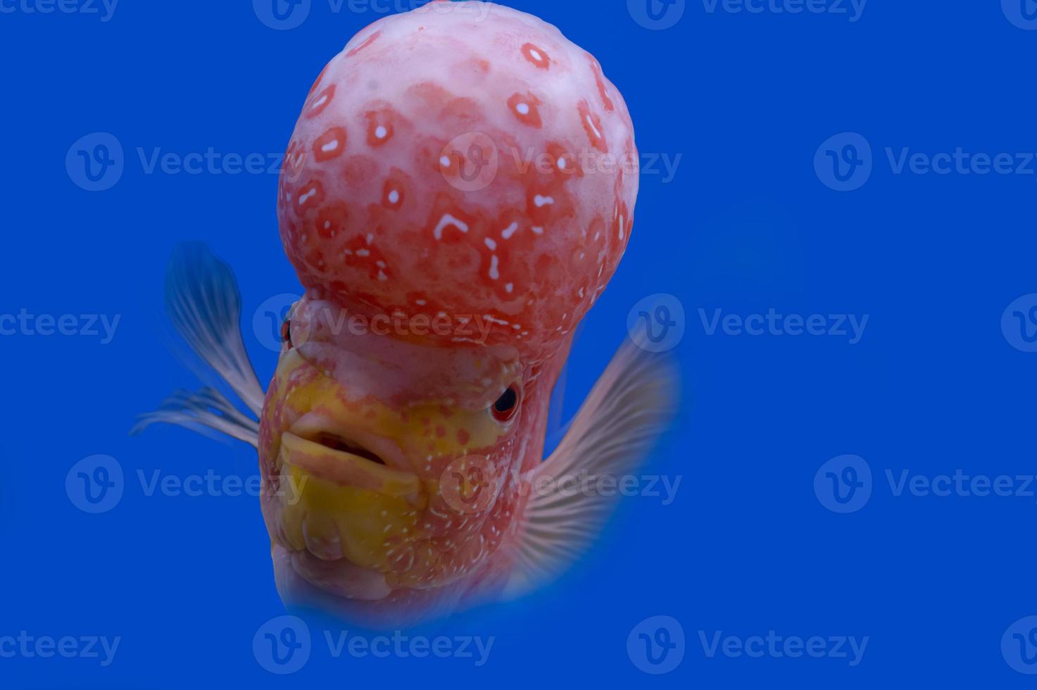 Color fish on the blue background, wallpaper photo