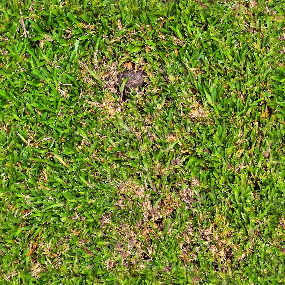 Photo realistic seamless grass texture in hires with more than 6 megapixel in size