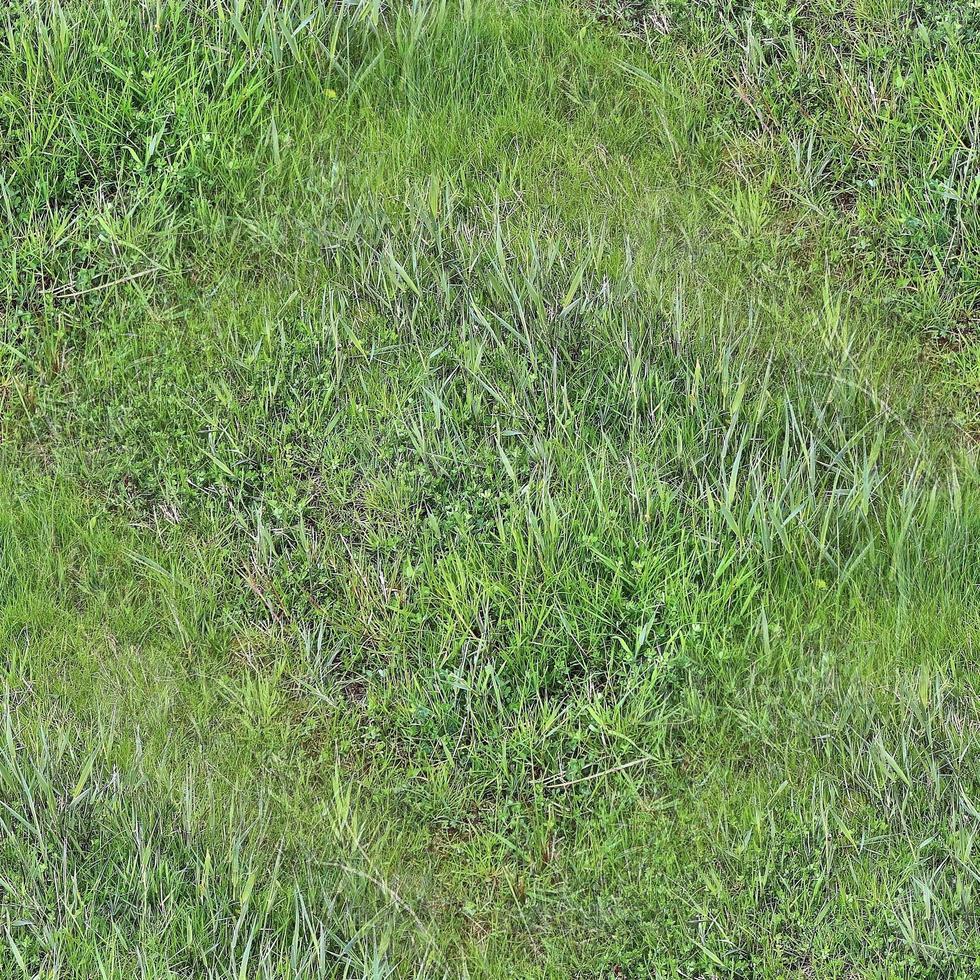 Photo realistic seamless grass texture in hires with more than 6 megapixel in size