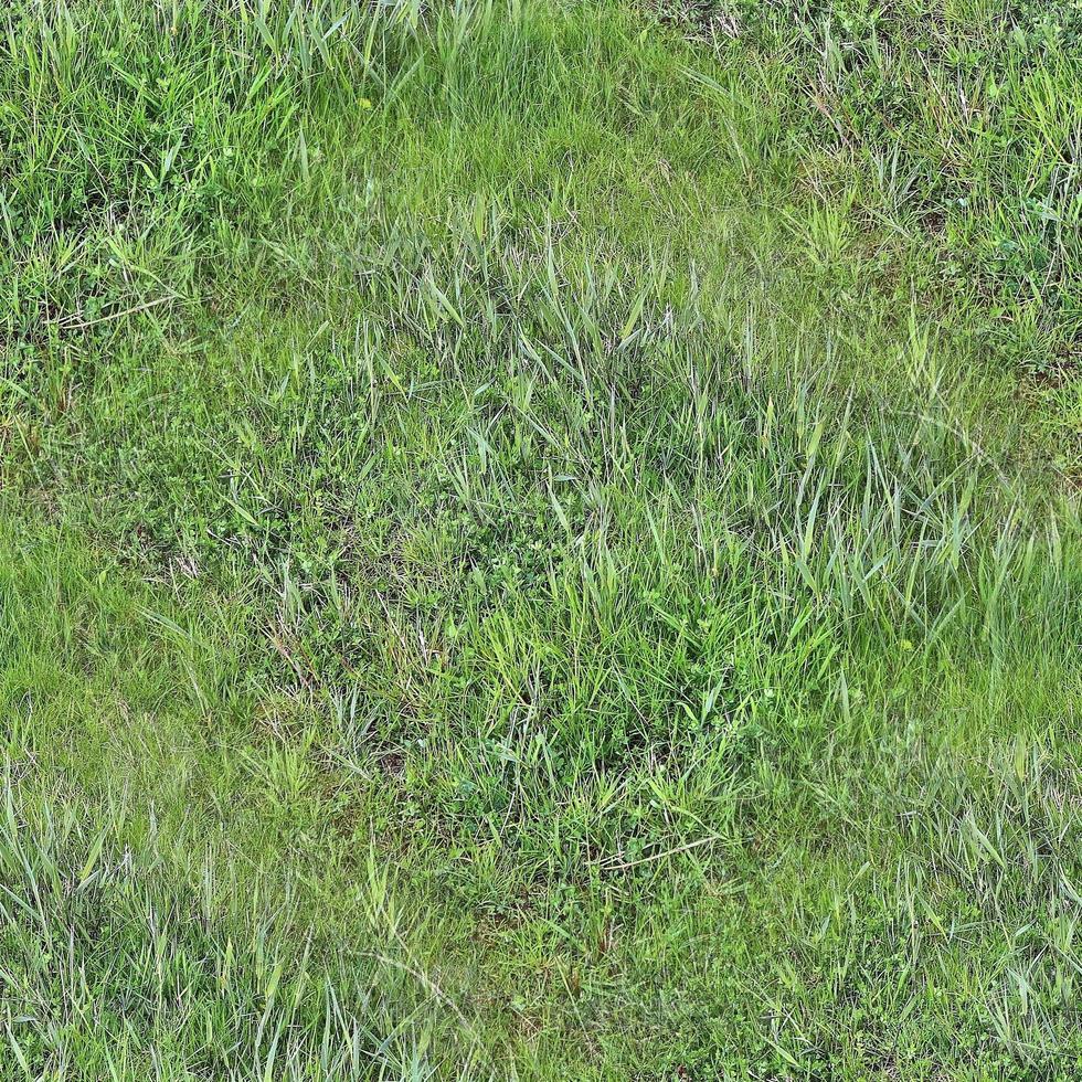 Photo realistic seamless grass texture in hires with more than 6 megapixel in size