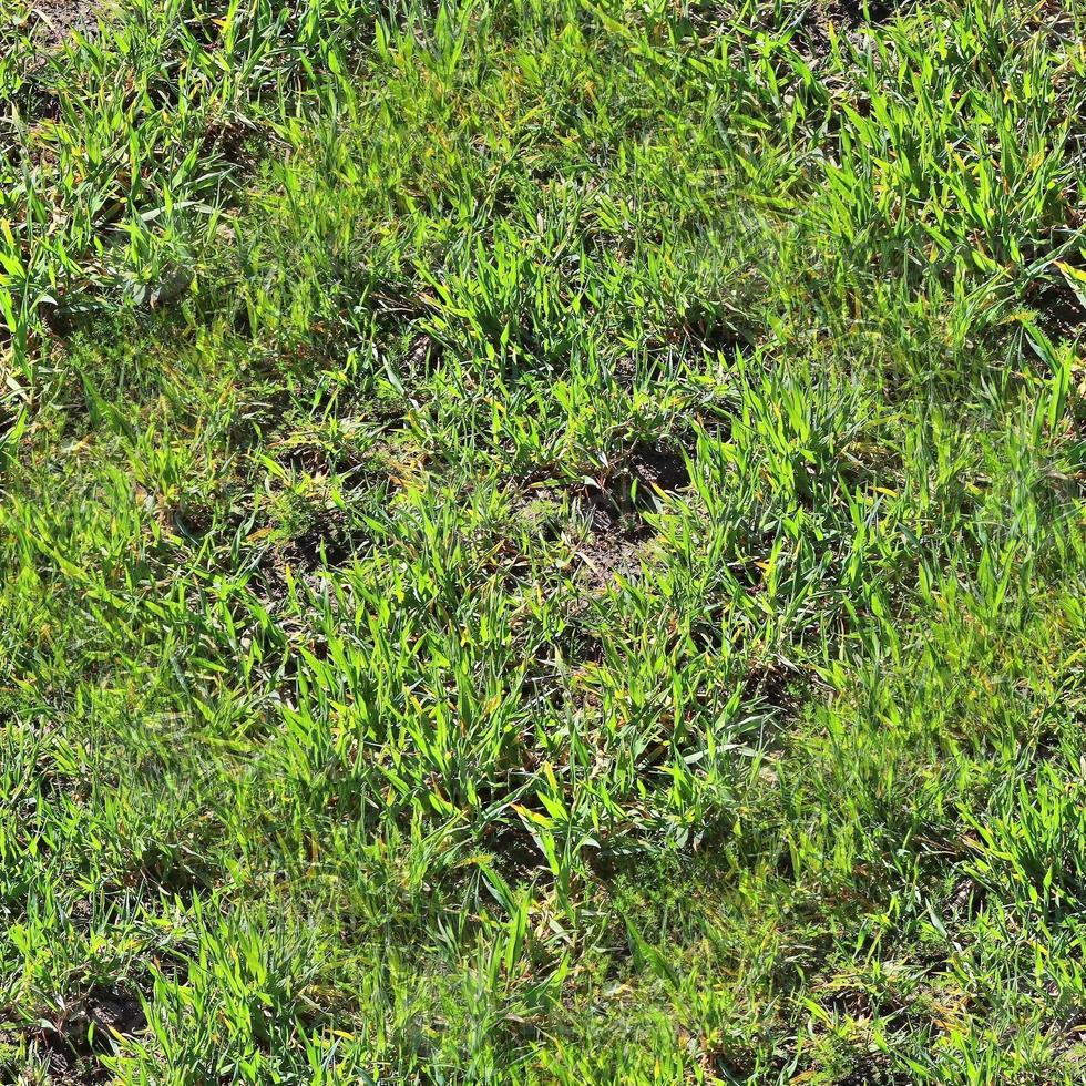 Photo realistic seamless grass texture in hires with more than 6 megapixel in size