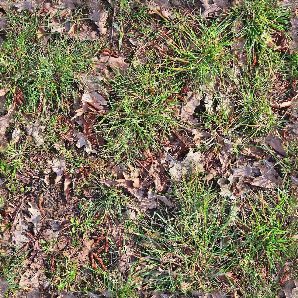 Photo realistic seamless grass texture in hires with more than 6 megapixel in size