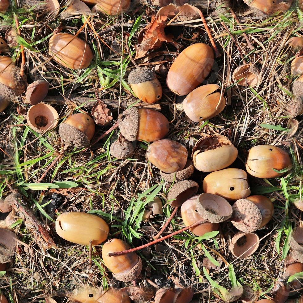 High resolution seamless texture of a forest ground with autumn leaves and nuts photo