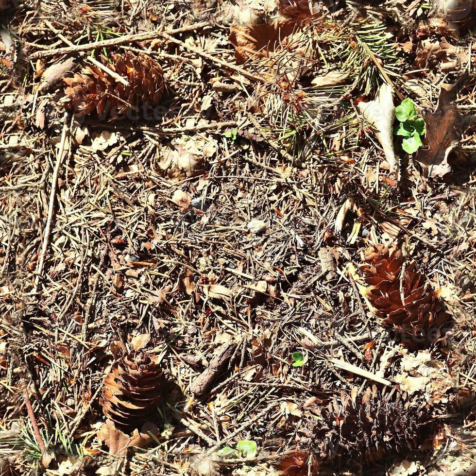 High resolution seamless texture of a forest ground with autumn leaves and nuts photo