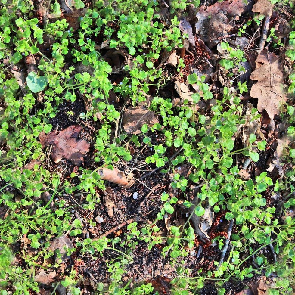 High resolution seamless texture of a forest ground with autumn leaves and nuts photo
