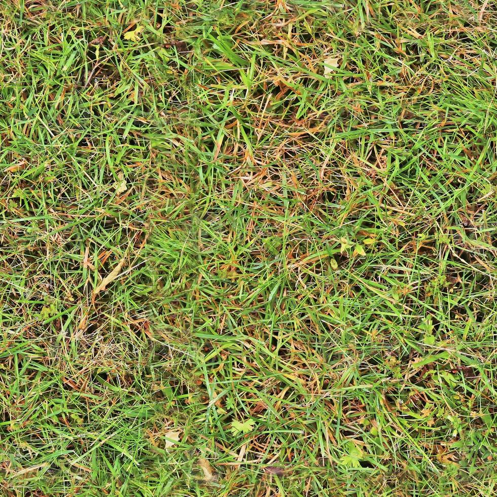 Photo realistic seamless grass texture in hires with more than 6 megapixel in size