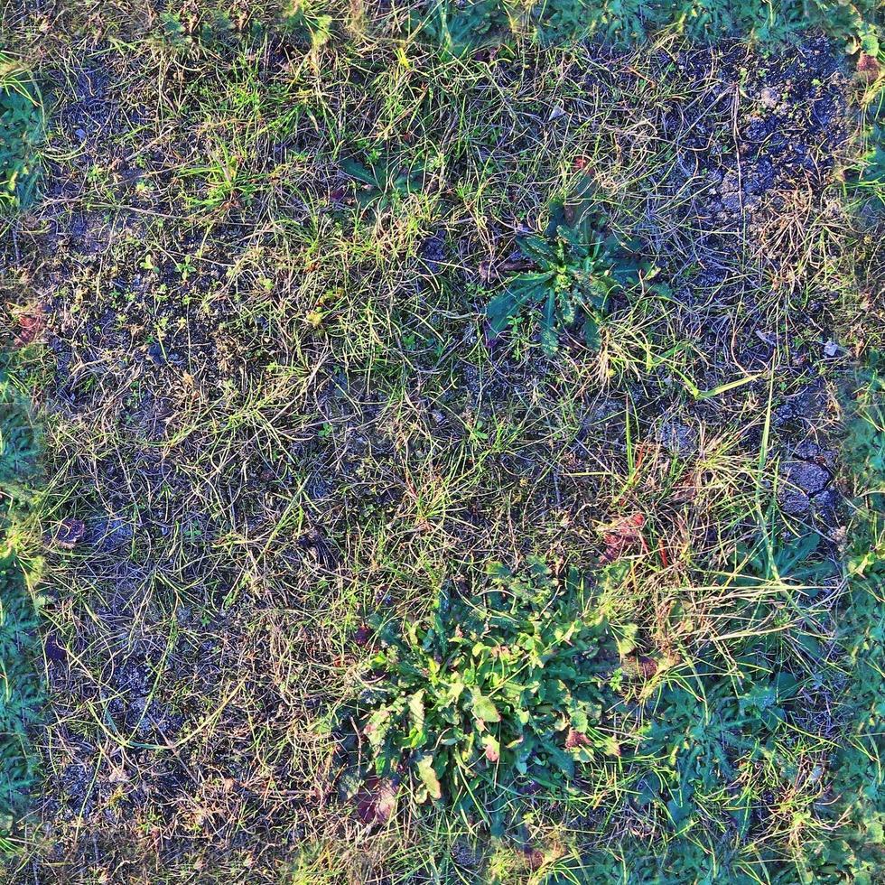 Photo realistic seamless grass texture in hires with more than 6 megapixel in size