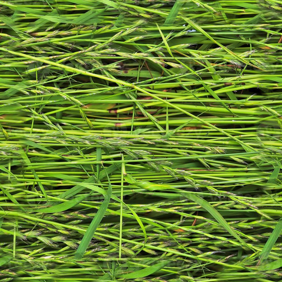 Photo realistic seamless grass texture in hires with more than 6 megapixel in size