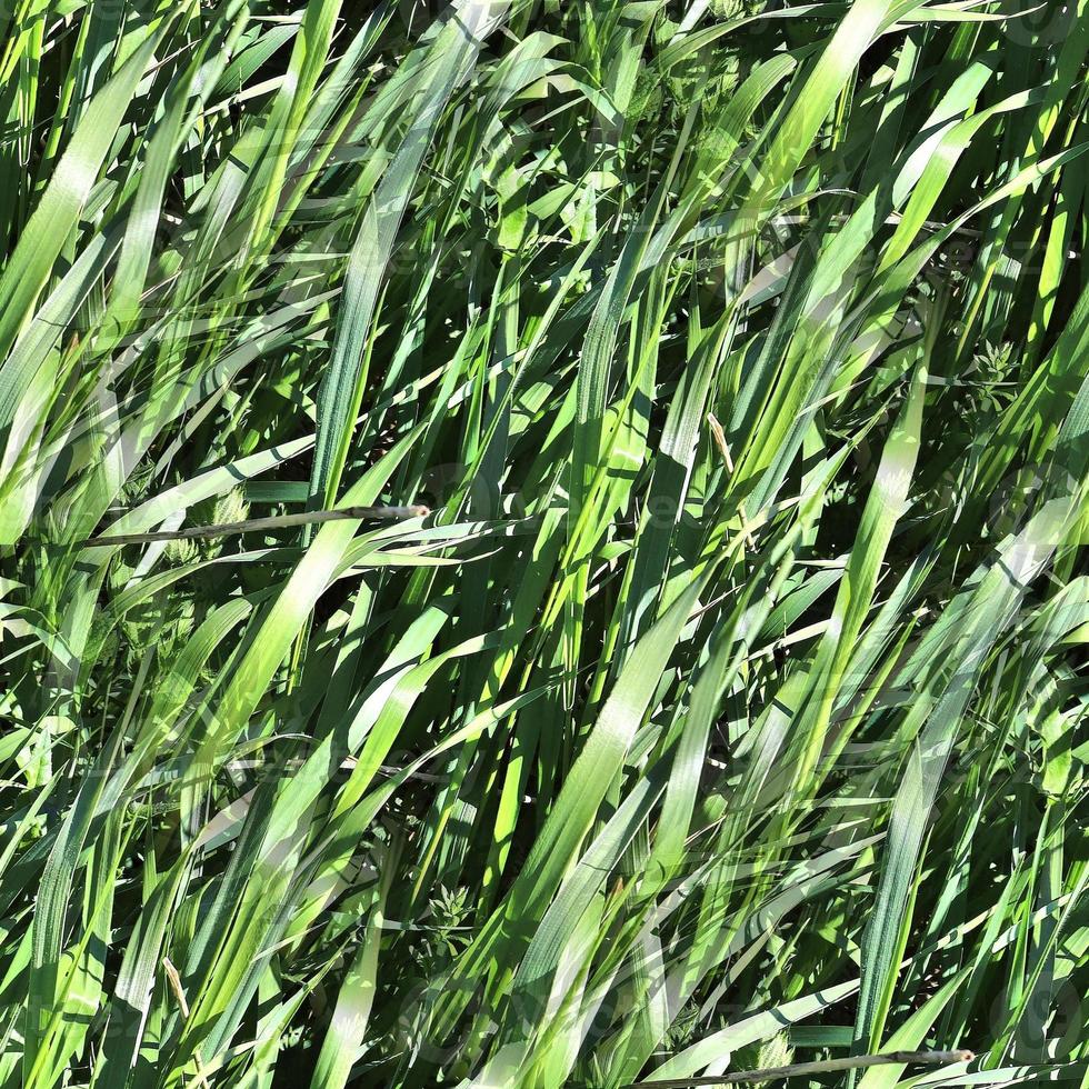Photo realistic seamless grass texture in hires with more than 6 megapixel in size