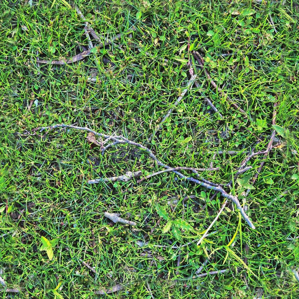 Photo realistic seamless grass texture in hires with more than 6 megapixel in size