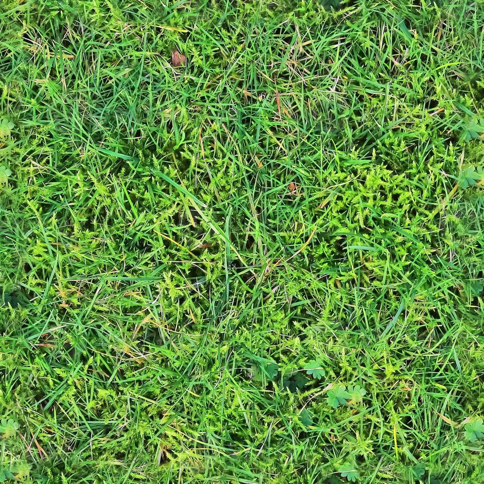 Photo realistic seamless grass texture in hires with more than 6 megapixel in size