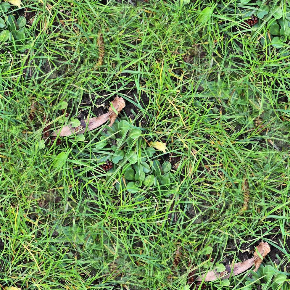 Photo realistic seamless grass texture in hires with more than 6 megapixel in size