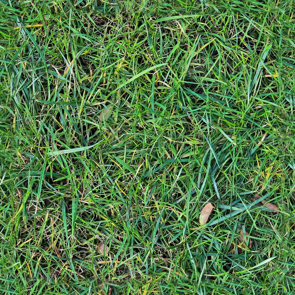 Photo realistic seamless grass texture in hires with more than 6 megapixel in size