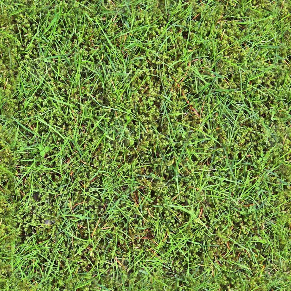 Photo realistic seamless grass texture in hires with more than 6 megapixel in size