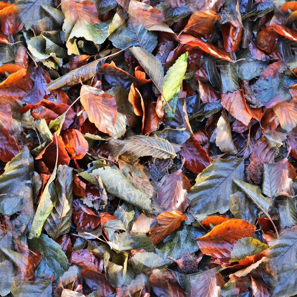 High resolution seamless texture of a forest ground with autumn leaves and nuts photo