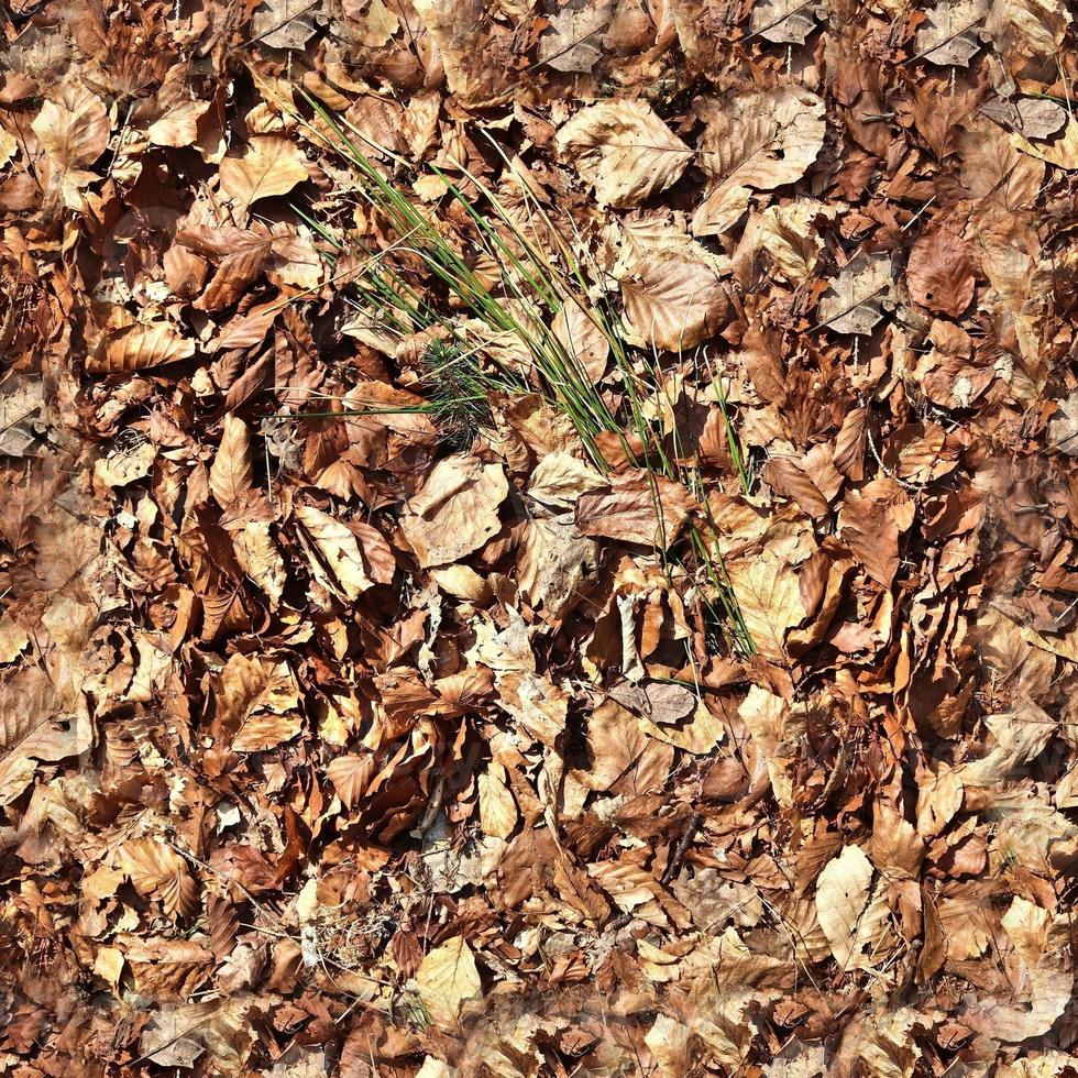 High resolution seamless texture of a forest ground with autumn leaves and nuts photo