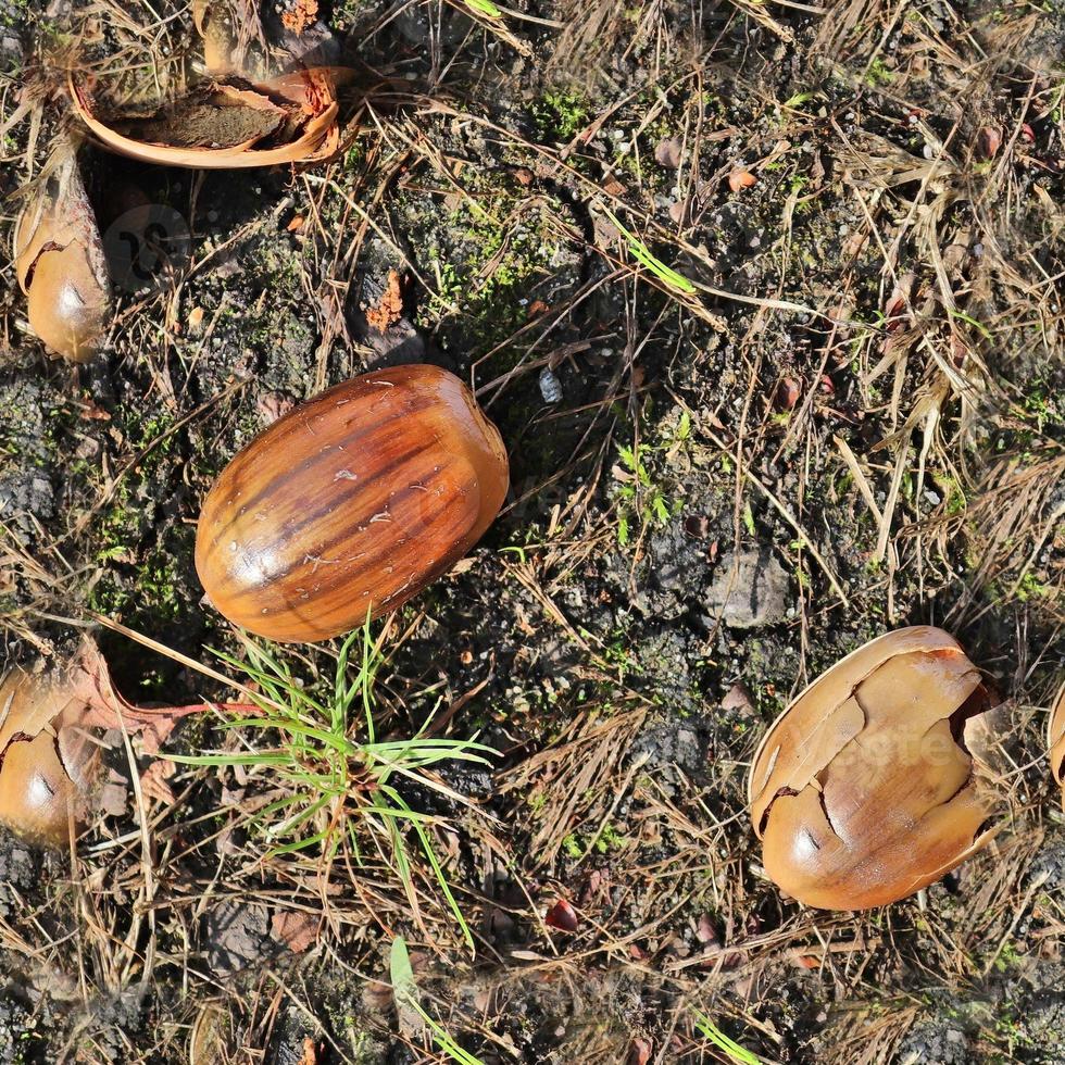 High resolution seamless texture of a forest ground with autumn leaves and nuts photo