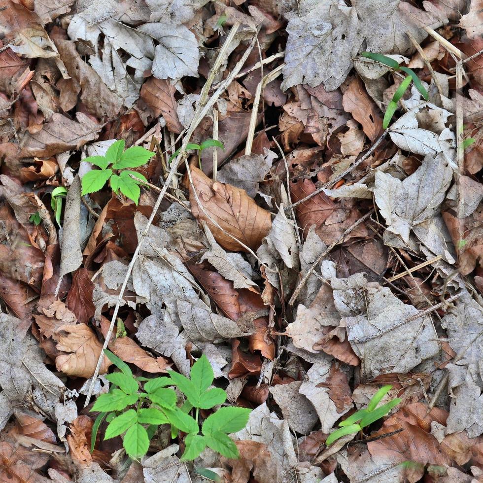 High resolution seamless texture of a forest ground with autumn leaves and nuts photo