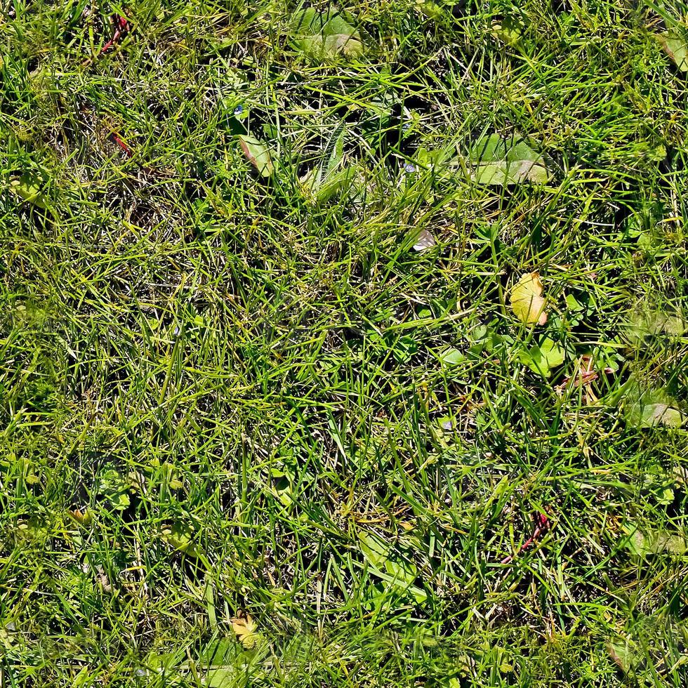 Photo realistic seamless grass texture in hires with more than 6 megapixel in size