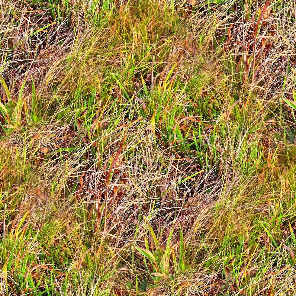 Photo realistic seamless grass texture in hires with more than 6 megapixel in size