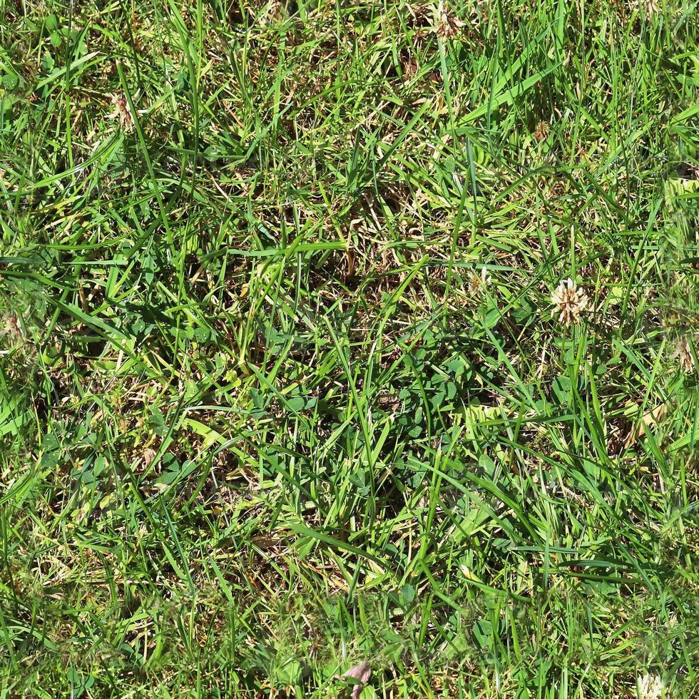 Photo realistic seamless grass texture in hires with more than 6 megapixel in size
