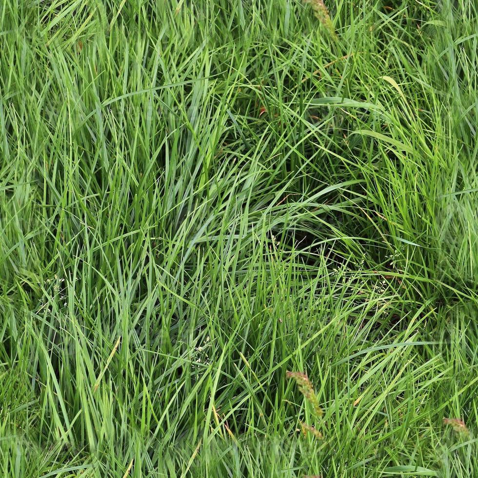 Photo realistic seamless grass texture in hires with more than 6 megapixel in size