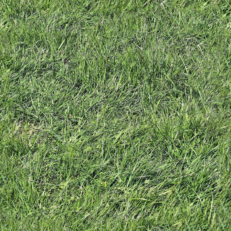 Photo realistic seamless grass texture in hires with more than 6 megapixel in size