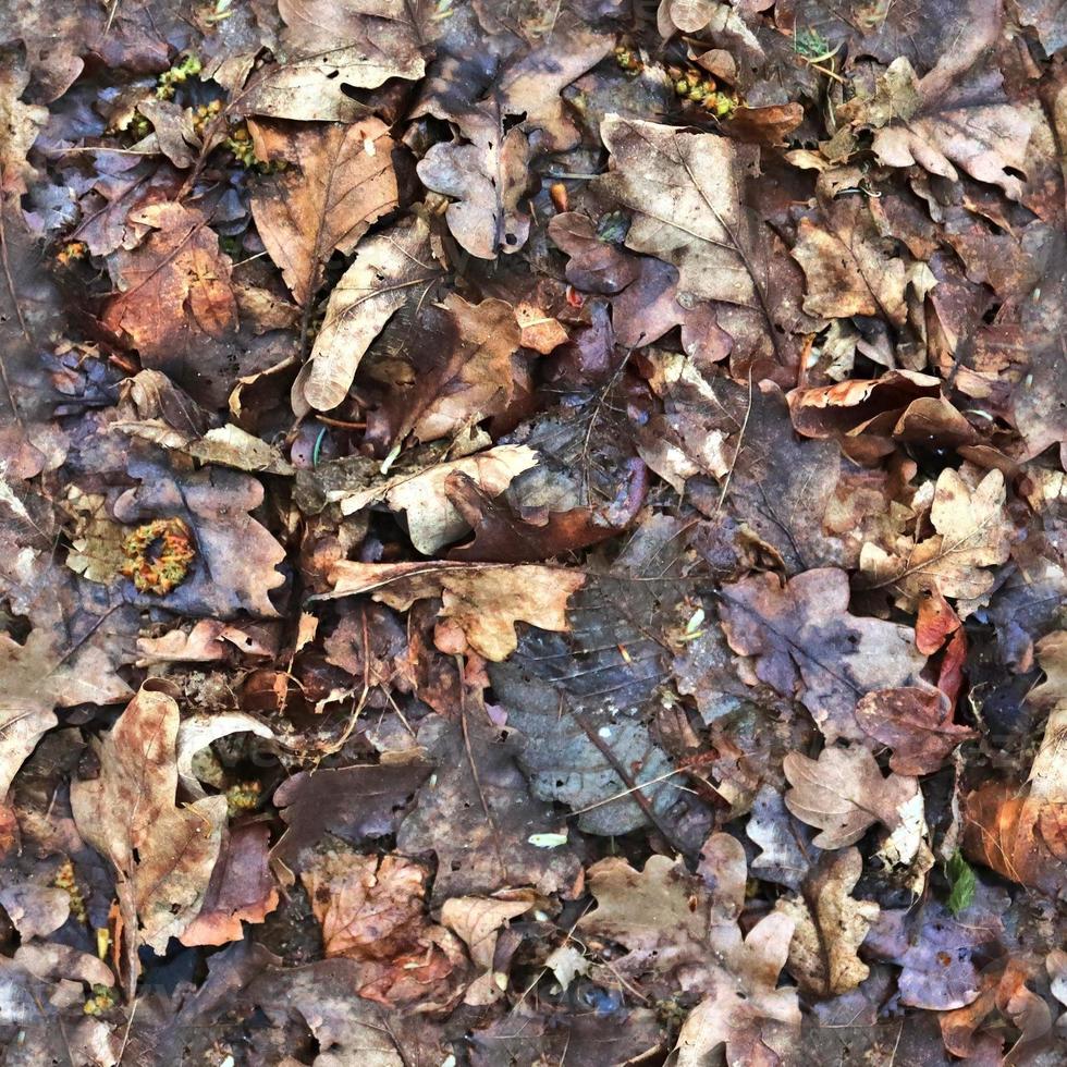 High resolution seamless texture of a forest ground with autumn leaves and nuts photo