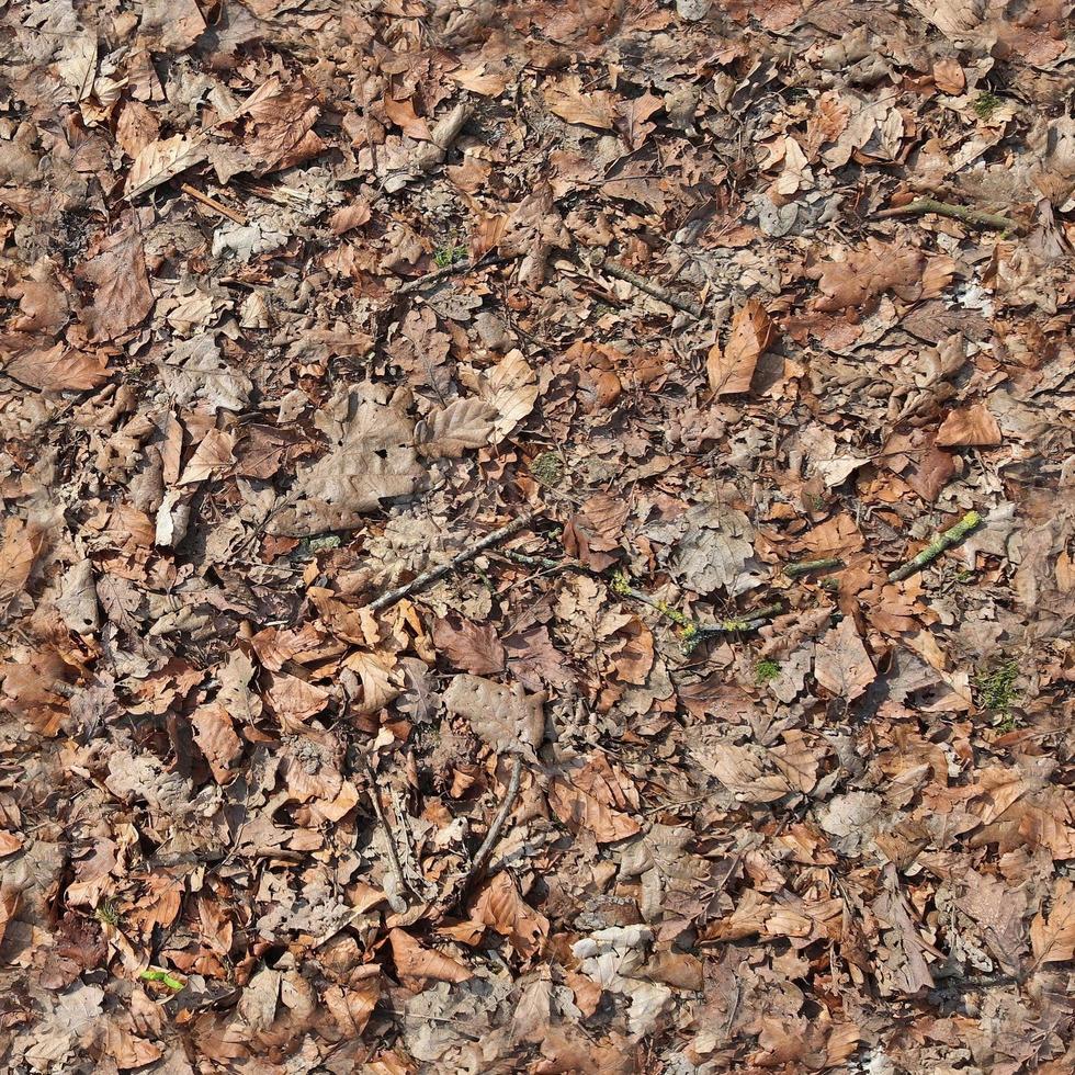 textura transparente de alta resolución de un terreno forestal con hojas de otoño y nueces foto