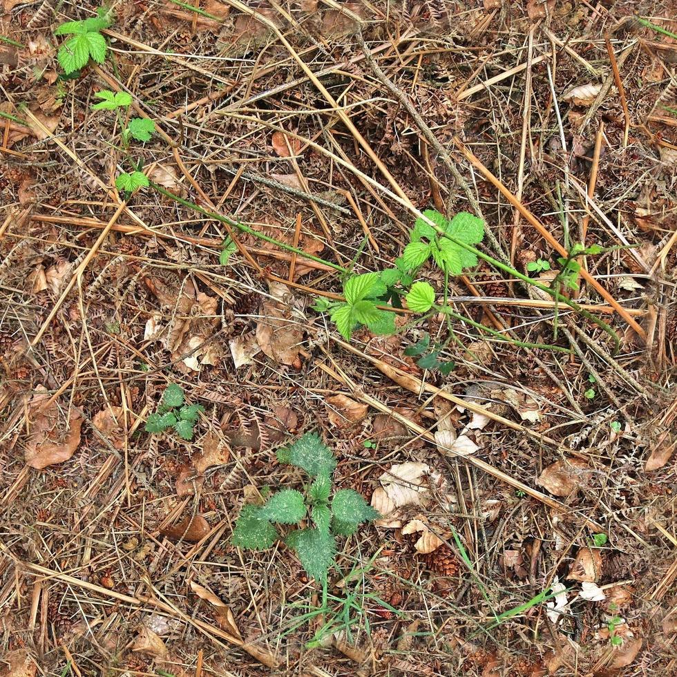 High resolution seamless texture of a forest ground with autumn leaves and nuts photo