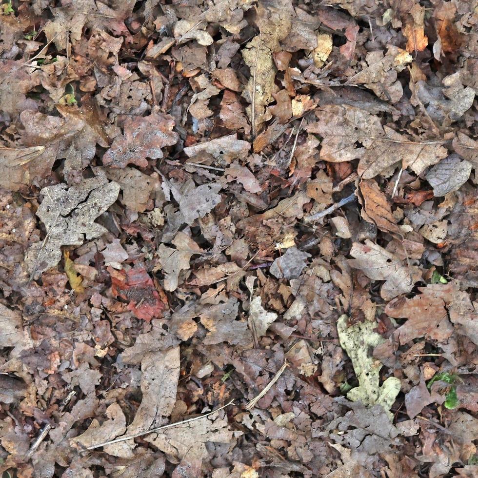 High resolution seamless texture of a forest ground with autumn leaves and nuts photo