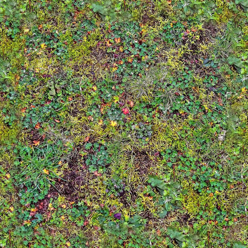 Photo realistic seamless grass texture in hires with more than 6 megapixel in size