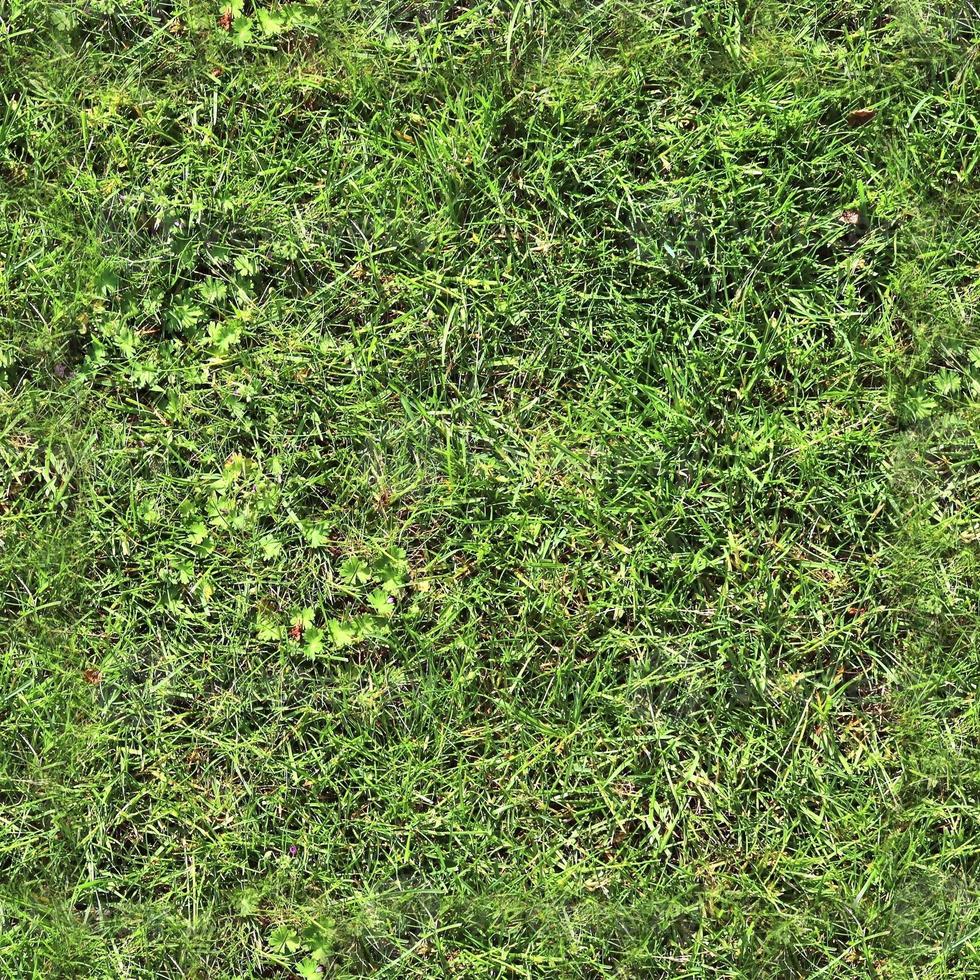 Photo realistic seamless grass texture in hires with more than 6 megapixel in size