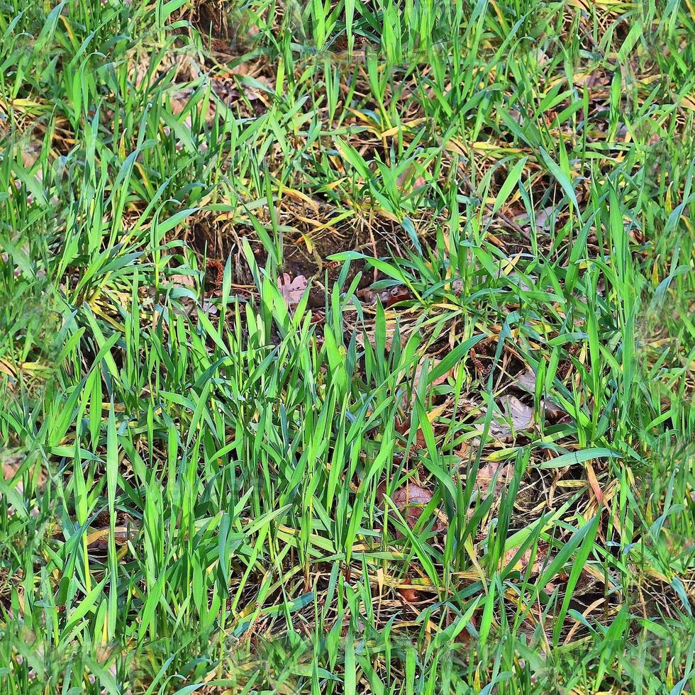 Photo realistic seamless grass texture in hires with more than 6 megapixel in size