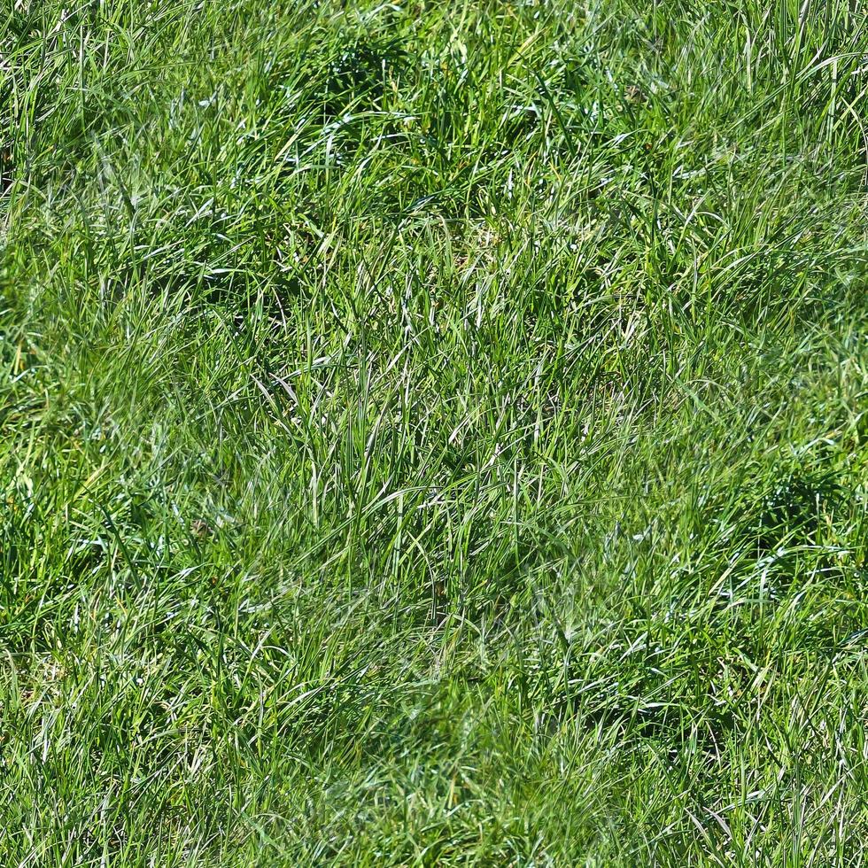 Photo realistic seamless grass texture in hires with more than 6 megapixel in size