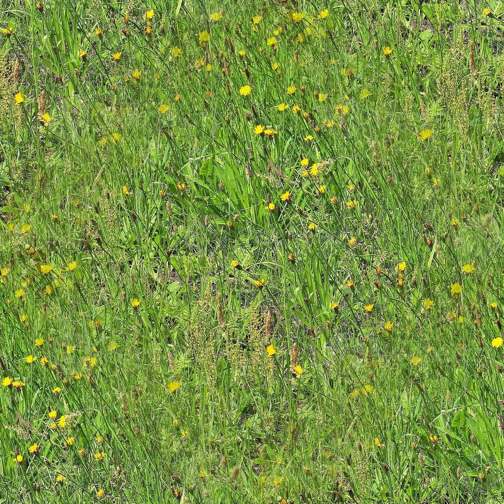 Photo realistic seamless grass texture in hires with more than 6 megapixel in size