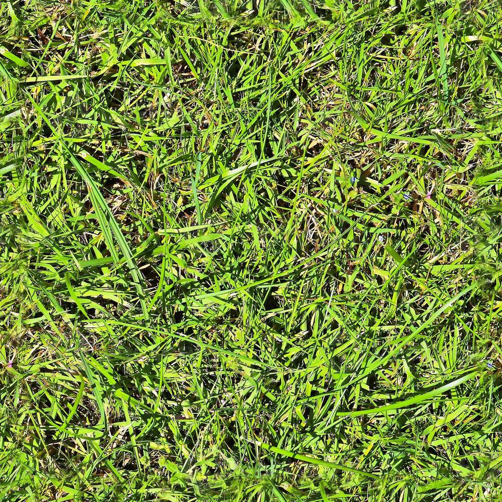 Photo realistic seamless grass texture in hires with more than 6 megapixel in size
