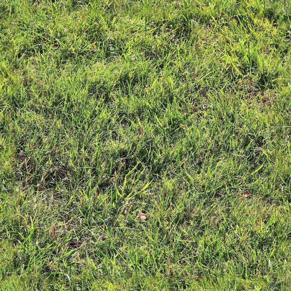 Photo realistic seamless grass texture in hires with more than 6 megapixel in size