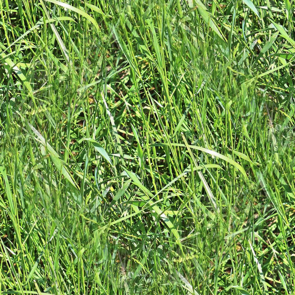 Photo realistic seamless grass texture in hires with more than 6 megapixel in size