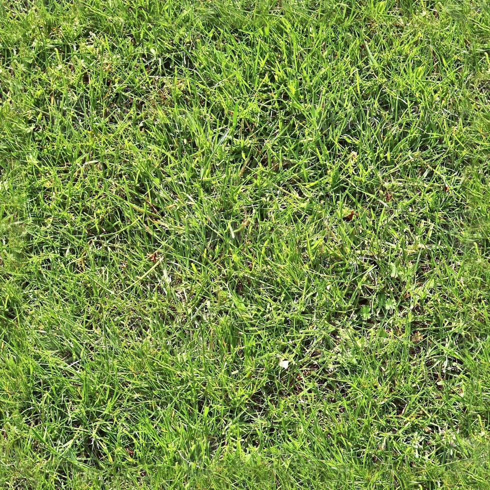 Photo realistic seamless grass texture in hires with more than 6 megapixel in size